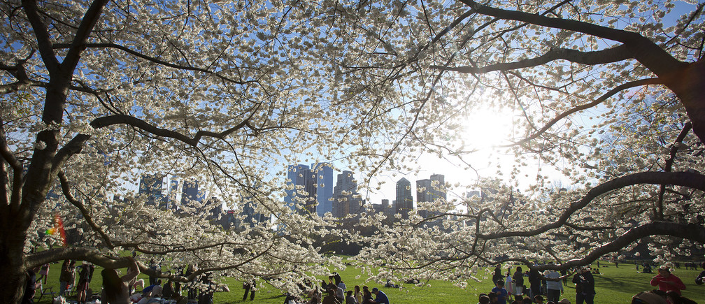 Cities are Planting more Trees to Fight Climate Change and Improve Healthy Living