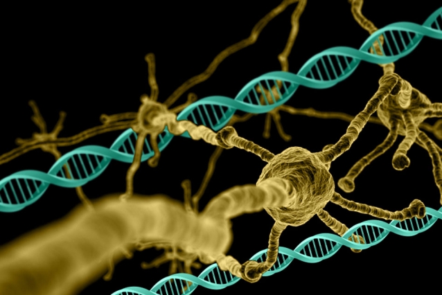 Genetic Screen Offers New Drug Targets for Huntington’s Disease