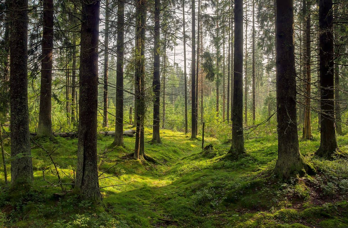 Forest restoration is on the rise, but how we go about it is crucial