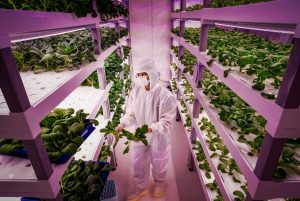 Vertical Farming and Urban Sustainability: The Future of Food