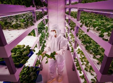 Vertical Farming and Urban Sustainability: The Future of Food